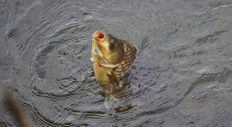 1660292444412663.jpg PSA制氧機(jī)在水產(chǎn)養(yǎng)殖中的應(yīng)用.jpg